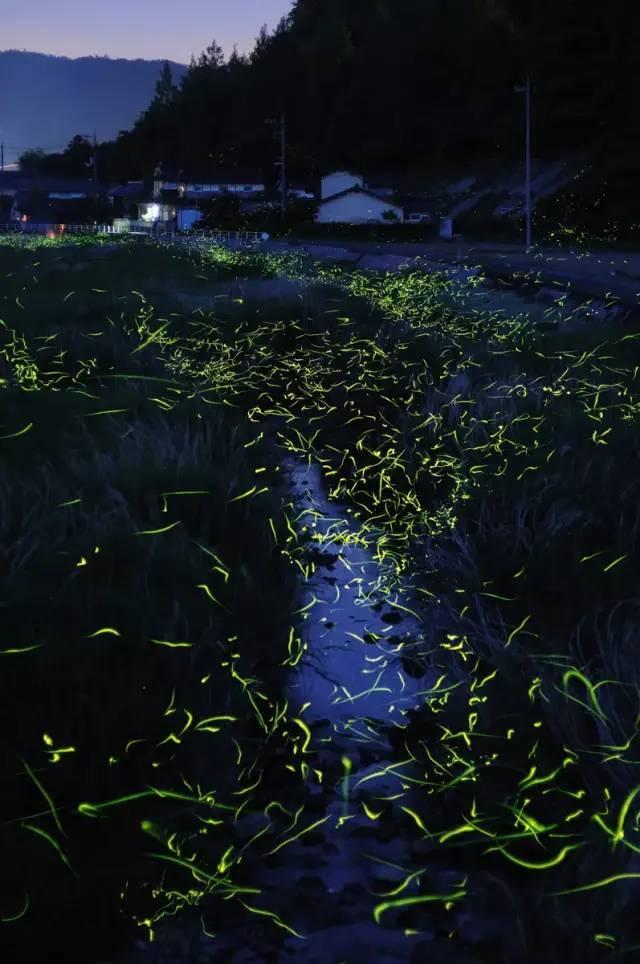 破碎的动物图形